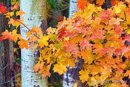 Autumn Leaves_29548-9.jpg - Photographed near Smiths Falls, Ontario, Canada.